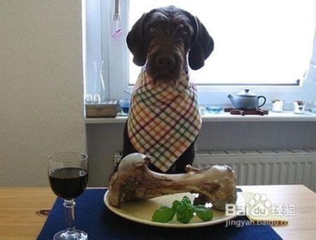 母狗产后进补食谱,科学喂养增繁殖率