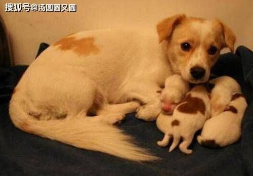 预防治疗狗狗产后后遗症
