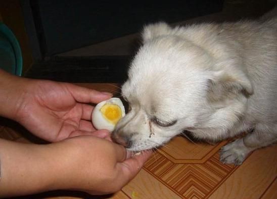 产后狗狗能否食用鸡蛋？专业建议来啦！