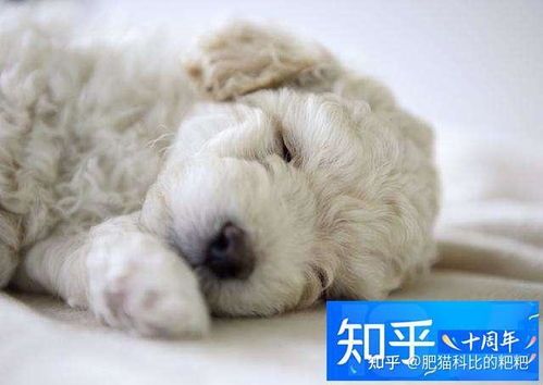 产后狗狗能否食用鸡蛋？专业建议来啦！