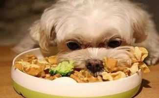 产后狗的饮食选择