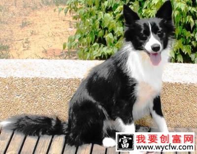 保证狗狗科学饮食很重要