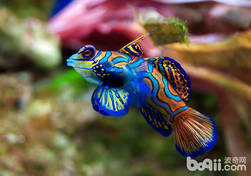 养殖海水观赏<a href=/zhonglei/fish/ target=_blank class=infotextkey>鱼</a>要准备哪些东西
