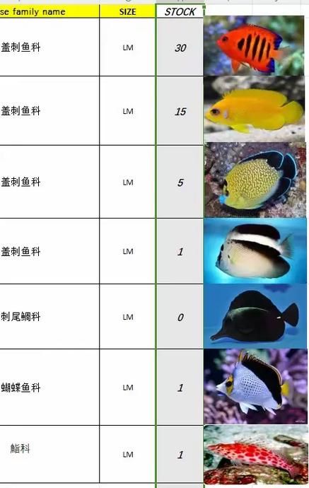 观赏鱼海水怎么配