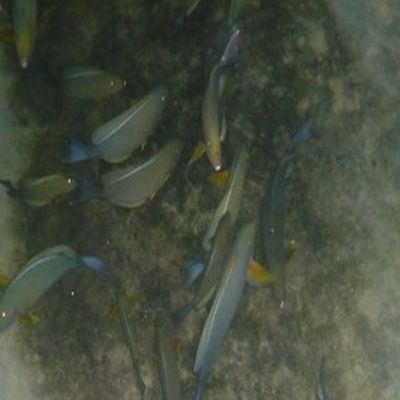 海水观赏鱼的养殖技巧海水观赏鱼的养殖技巧（海水观赏鱼的养护技巧） 龙鱼百科 第1张