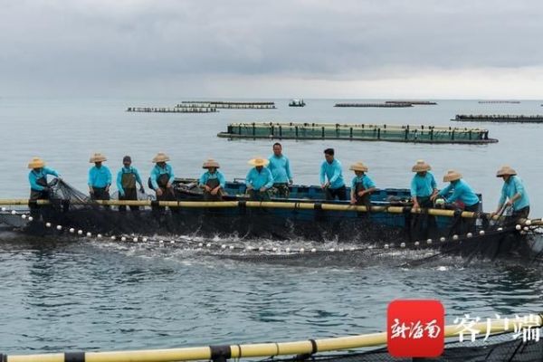 海水观赏鱼的养殖技巧海水观赏鱼的养殖技巧（海水观赏鱼的养护技巧） 龙鱼百科 第3张
