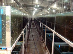 海水观赏鱼的养殖技巧海水观赏鱼的养殖技巧（海水观赏鱼的养护技巧） 龙鱼百科 第4张