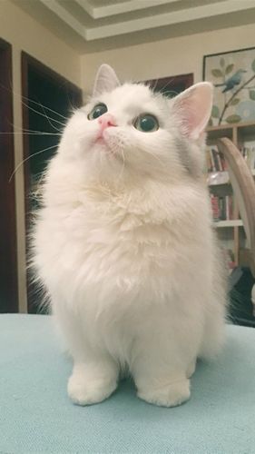 Shimeji桌宠下载：超萌桌面宠物，让手机动起来！