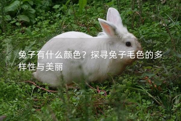 兔子有什么颜色？探寻兔子毛色的多样性与美丽