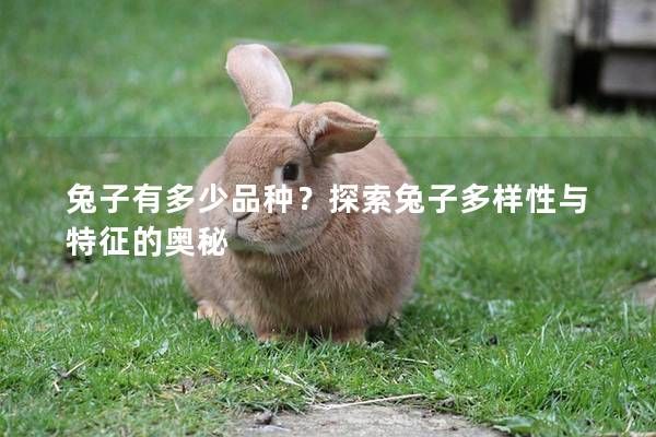 兔子有多少品种？探索兔子多样性与特征的奥秘