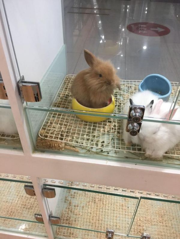 几种宠物兔