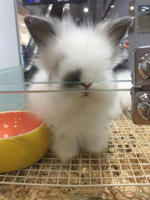 几种宠物兔