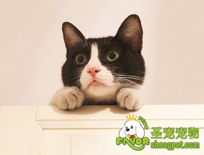 猫咪