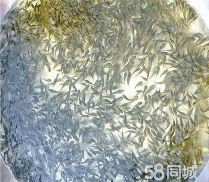 直销花白鲢鲤鱼鲫鱼草鱼黑·如意鱼苗场直销各种淡水鱼苗批发锦鲤观赏鱼公园景观鱼