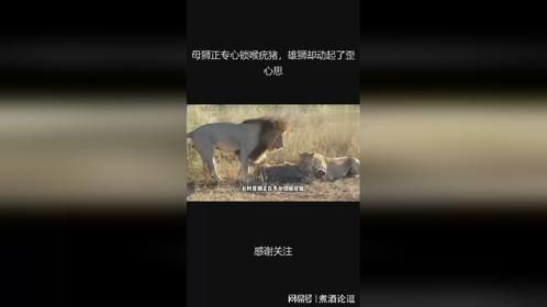 母狮正专心锁喉疣猪，雄狮却动起了歪心思