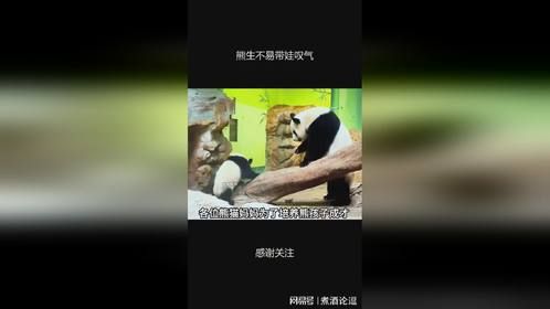 熊生不易带娃叹气