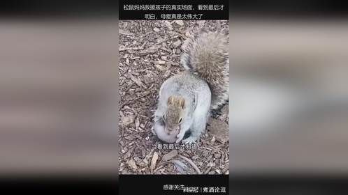 松鼠妈妈救援孩子的真实场面，看到最后才明白，母爱真是太伟大了