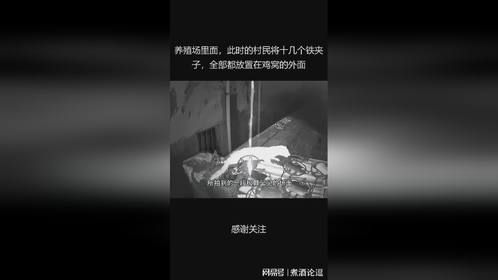 养殖场里面，此时的村民将十几个铁夹子，全部都放置在鸡窝的外面