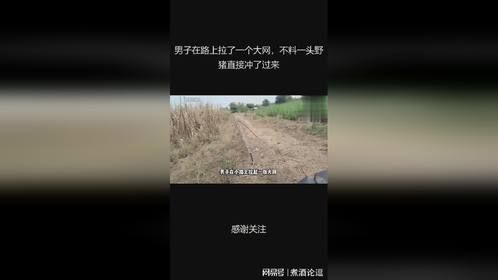 男子在路上拉了一个大网，不料一头野猪直接冲了过来