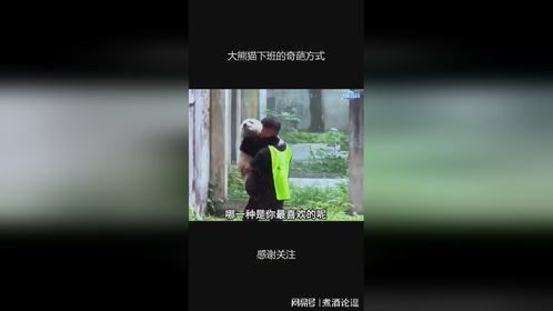 大熊猫下班的奇葩方式