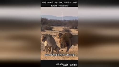 母狮正蹲在地上进行小便，雄狮走到了母狮的后面，开始耍流氓