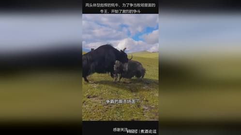 两头体型彪悍的牦牛，为了争当牧场里面的牛王，开始了激烈的争斗