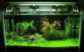 热带鱼缸造景教程:60缸水草,打造宠物小天地