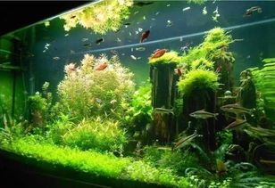 鱼缸造景宝典,百款创意集,养鱼必备!
