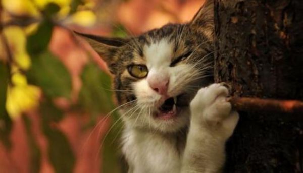 宠物知识分享-猫崽子到底爱吃啥