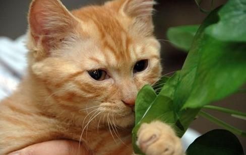 宠物知识分享-猫崽子到底爱吃啥