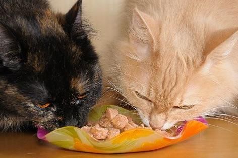 宠物知识分享-猫崽子到底爱吃啥