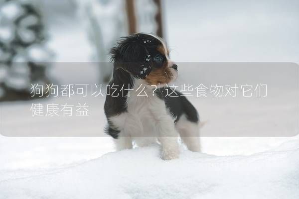狗狗都可以吃什么？这些食物对它们健康有益