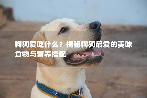 狗狗爱吃什么？揭秘狗狗最爱的美味食物与营养搭配