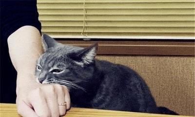 宠物猫结痂伤口处理及预防攻略