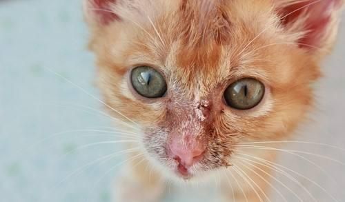 宠物猫结痂伤口处理及预防攻略