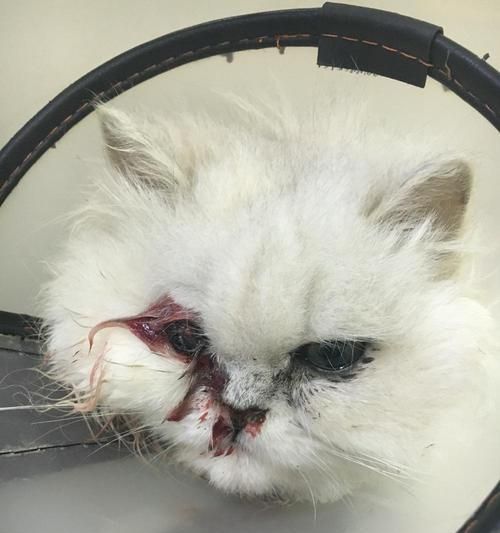 揭秘猫咪伤口愈合时间（爱护宠物）
