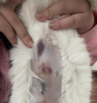 揭秘猫咪伤口愈合时间（爱护宠物）