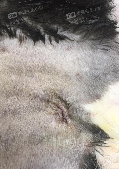 揭秘猫咪伤口愈合时间（爱护宠物）