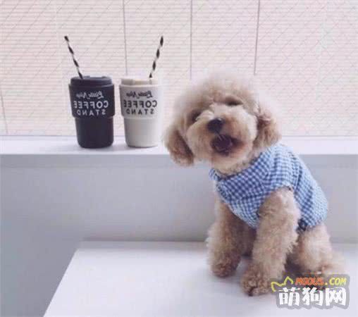 狗狗受伤的紧急处理，简单易学！