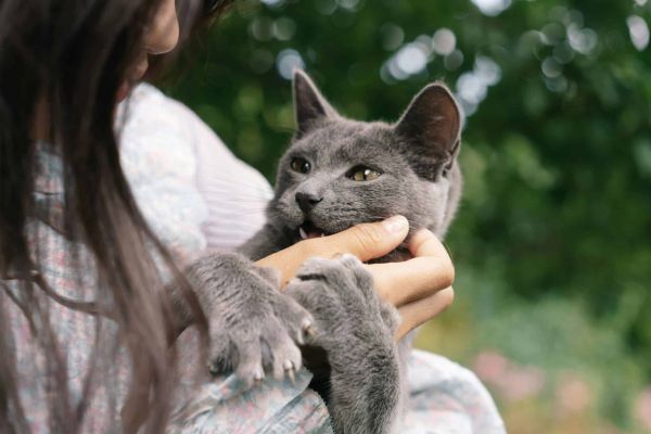 猫
