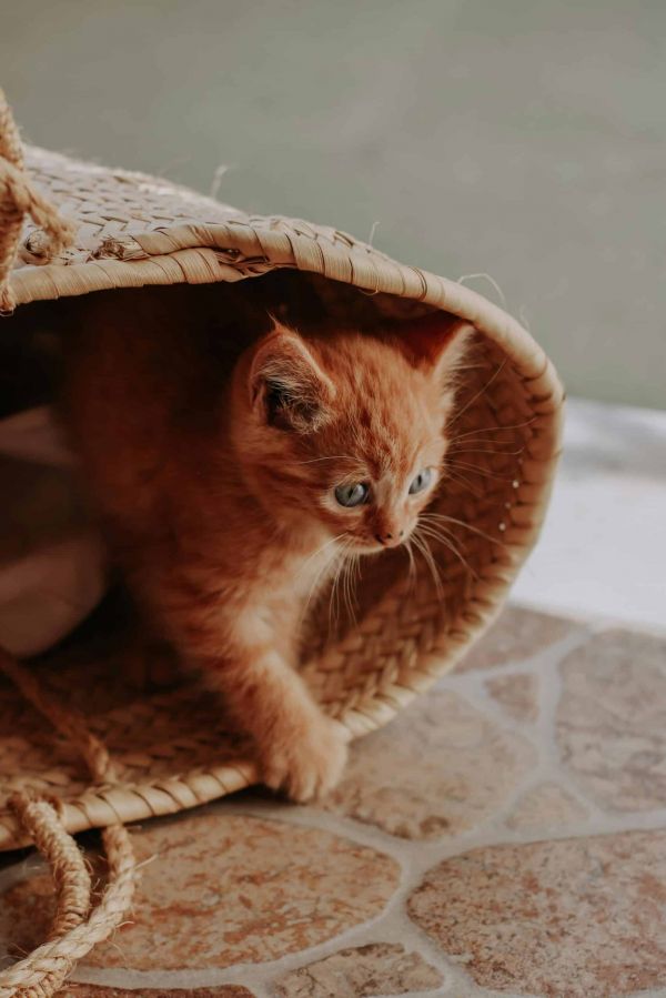 小猫