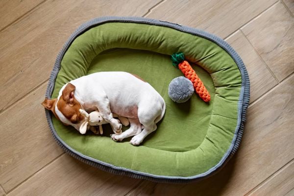 杰克罗素梗犬小狗睡在狗床上