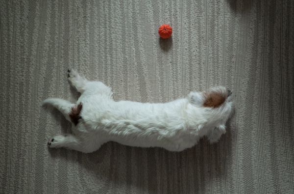 杰克罗素梗犬小狗在玩宠物最喜欢的玩具橡皮球。顶视图
