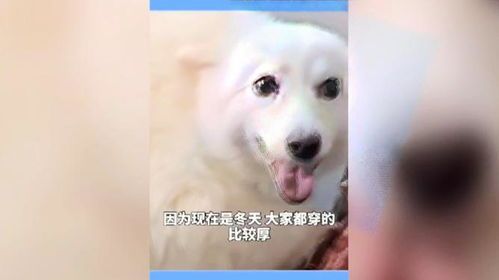 宠物运动乐趣多
