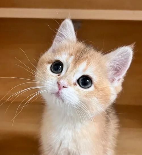 猫咪桌面图片 桌面宠物猫咪怎么弄
