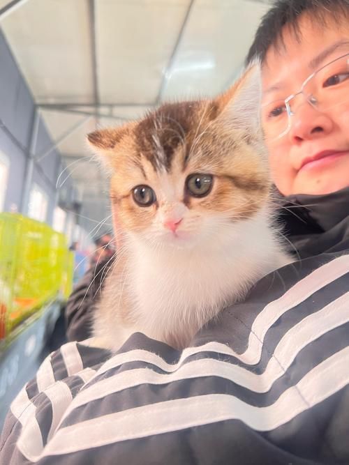 猫咪桌面图片 桌面宠物猫咪怎么弄