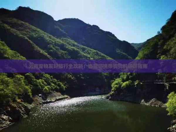 云南宠物友好旅行全攻略：自驾游携带狗狗的详细指南