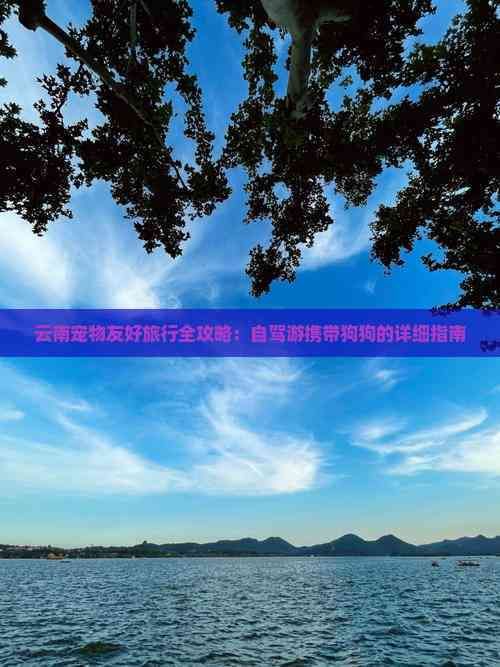 云南宠物友好旅行全攻略：自驾游携带狗狗的详细指南