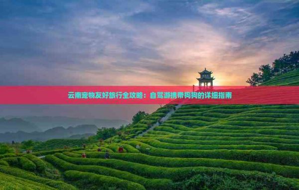 云南宠物友好旅行全攻略：自驾游携带狗狗的详细指南