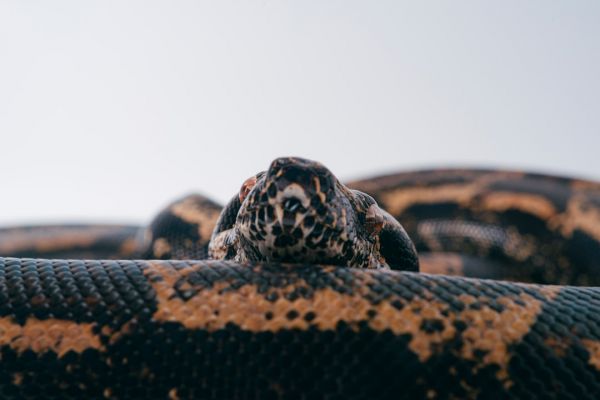 奶蛇(图片来源:unsplash)